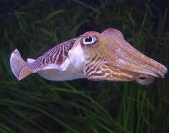 cuttlefish in tagalog|cuttlefish in Filipino .
